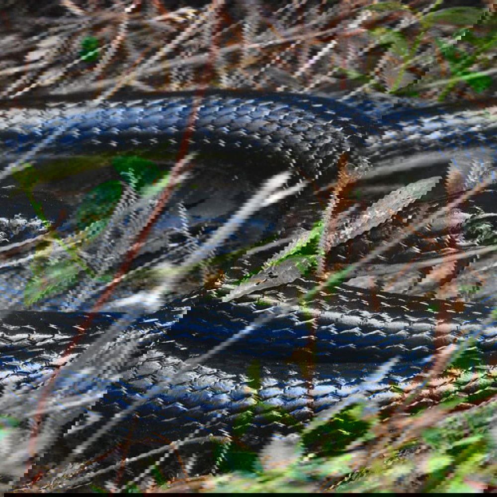 Rubber Snake - Afterschool Fun