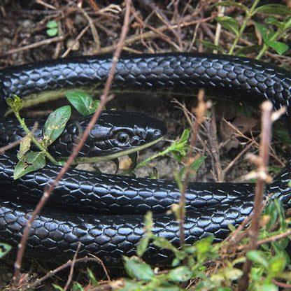 Rubber Snake - Afterschool Fun