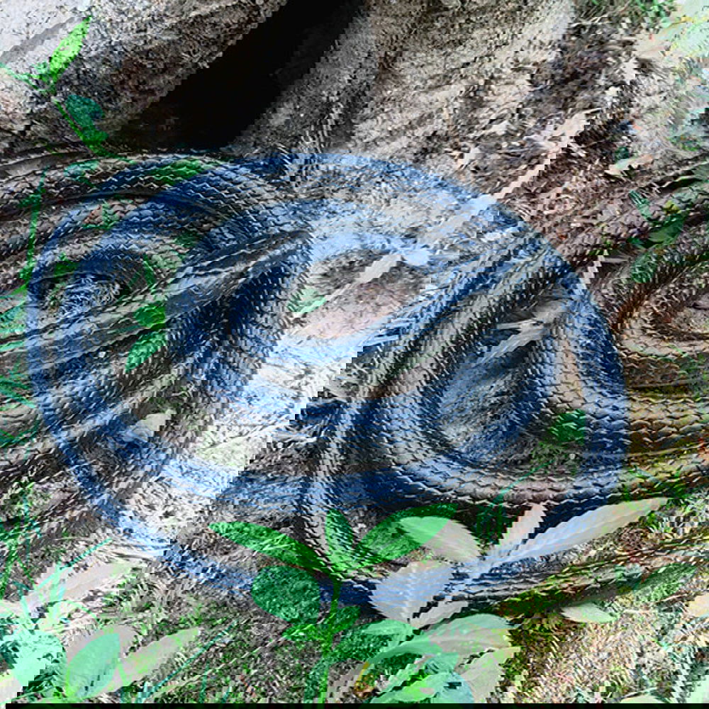 Rubber Snake - Afterschool Fun